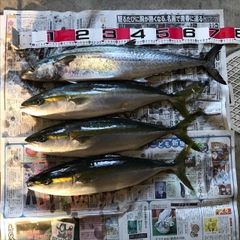 サワラの釣果