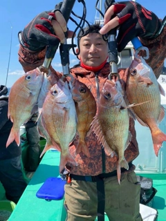 マダイの釣果