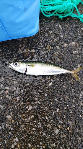 サバの釣果