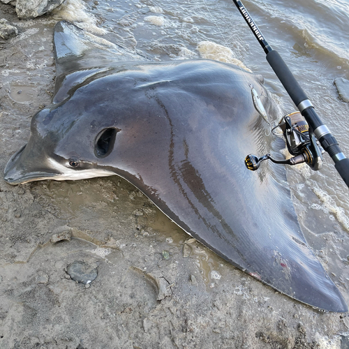 ナルトビエイの釣果