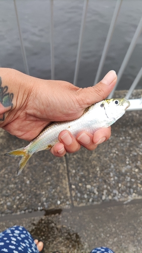 サッパの釣果