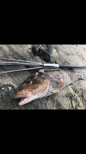 アイナメの釣果