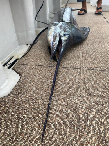 バショウカジキの釣果