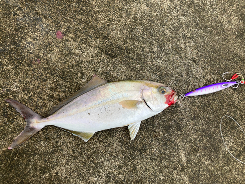 ショゴの釣果