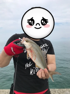 ネリゴの釣果