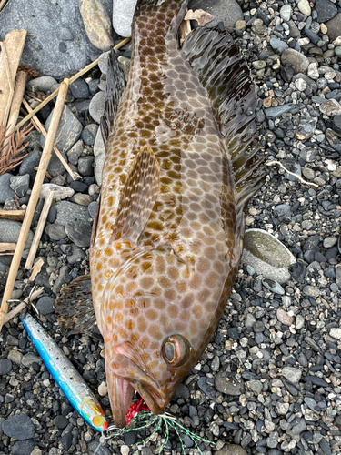 オオモンハタの釣果