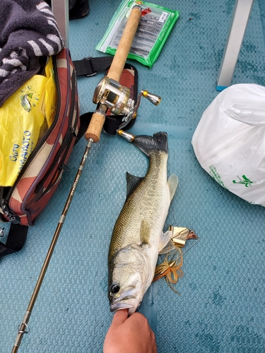 ラージマウスバスの釣果