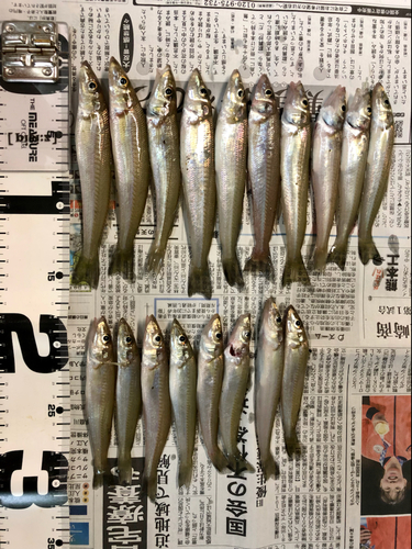 キスの釣果