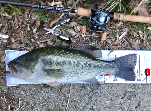 ブラックバスの釣果