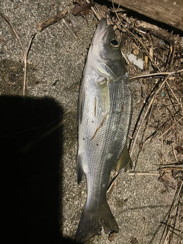 シーバスの釣果