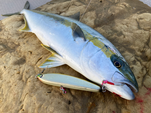 ヒラマサの釣果