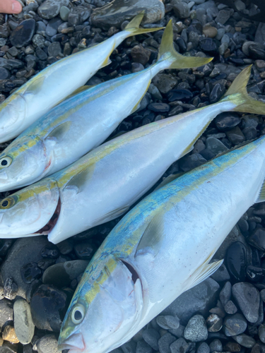 イナダの釣果