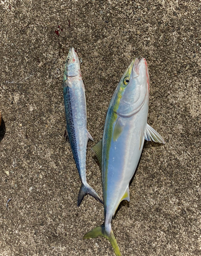 ハマチの釣果