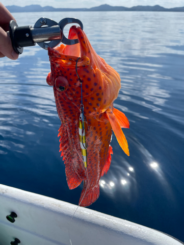 ユカタハタの釣果