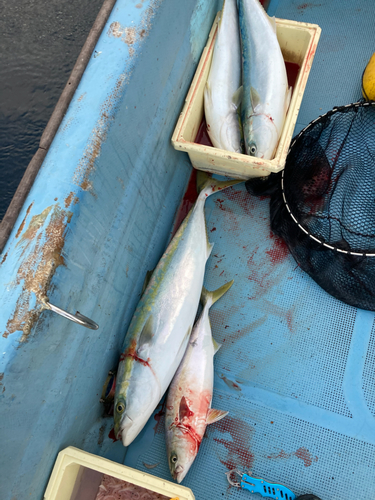 ブリの釣果