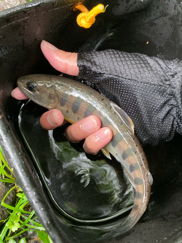 ヤマメの釣果