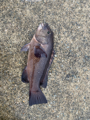 コブダイの釣果