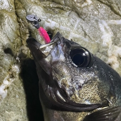 クロメバルの釣果