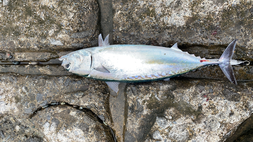 マルソウダの釣果