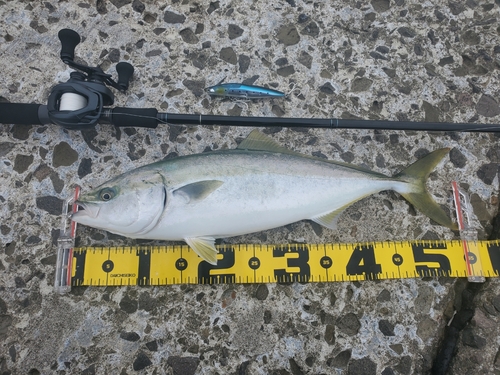 イナダの釣果