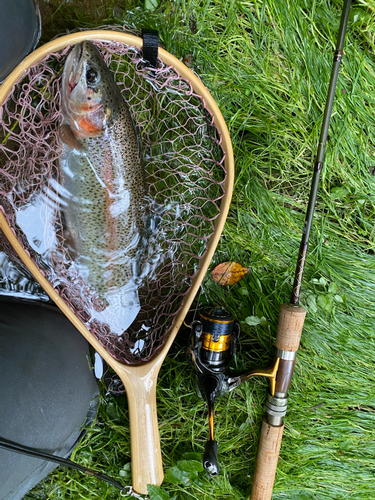 ニジマスの釣果