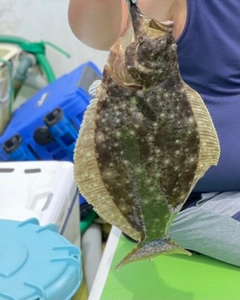 ヒラメの釣果