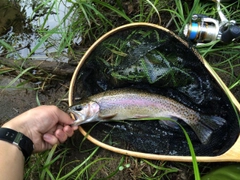 ニジマスの釣果