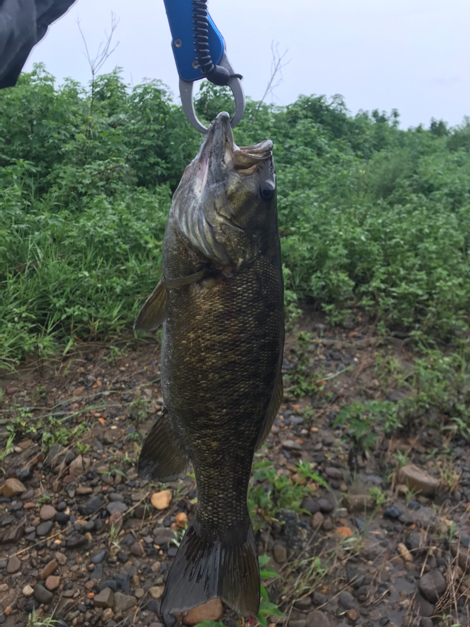 スモールマウスバス