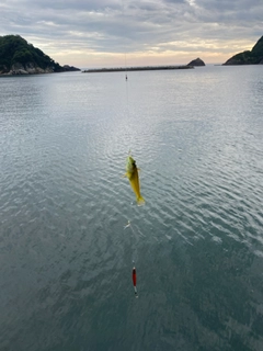 アナハゼの釣果