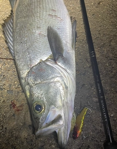 ヒラスズキの釣果