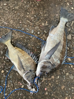 クロダイの釣果