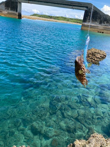 イシミーバイの釣果