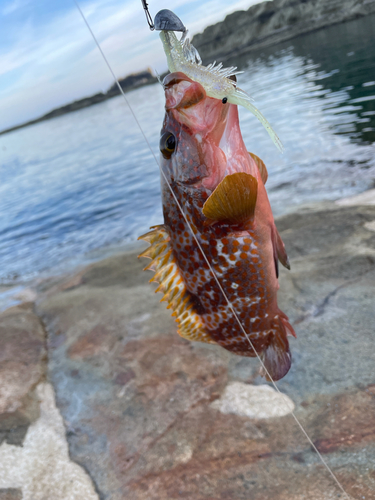 キジハタの釣果