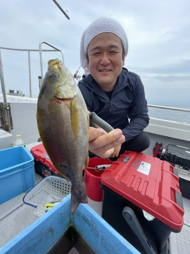 イサキの釣果