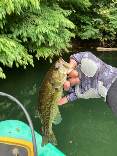 ラージマウスバスの釣果