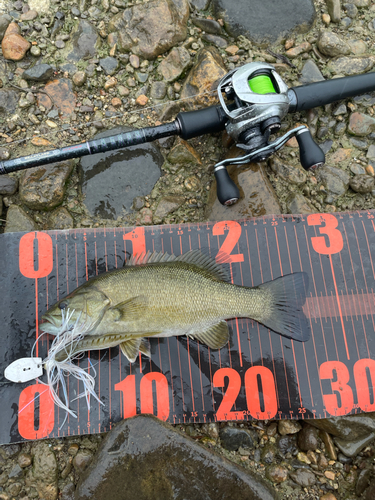 スモールマウスバスの釣果