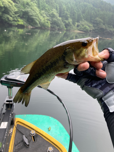 ラージマウスバスの釣果