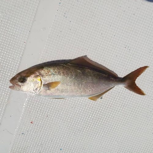 ショゴの釣果