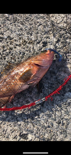 アコウの釣果