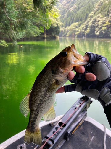 ラージマウスバスの釣果