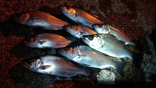 スズキの釣果