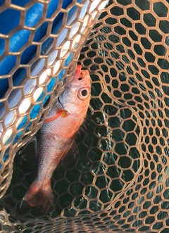 アカムツの釣果