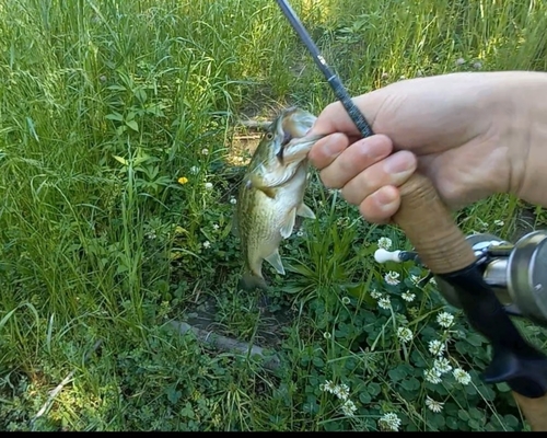 ラージマウスバスの釣果