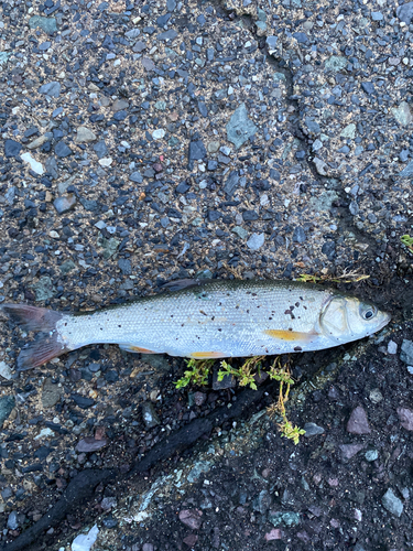 ウグイの釣果