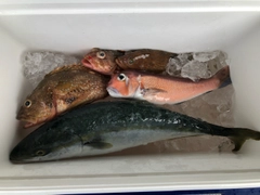 アマダイの釣果