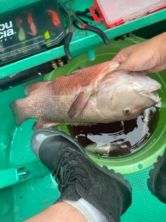 カンダイの釣果