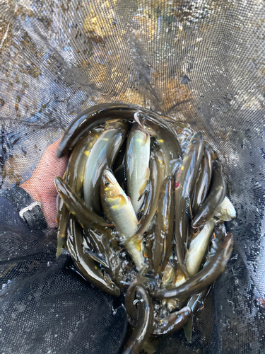 アユの釣果