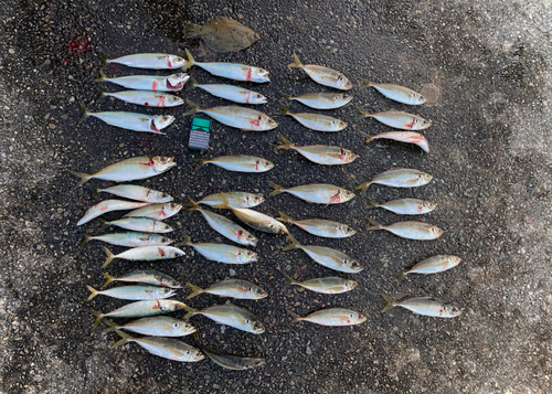 アジの釣果