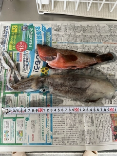 アオリイカの釣果