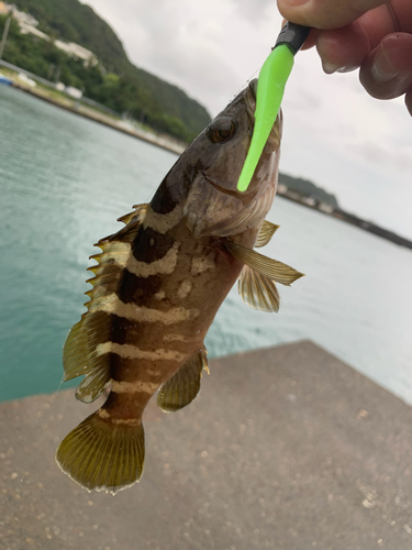 クエの釣果